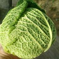 <strong>Groene kool</strong>